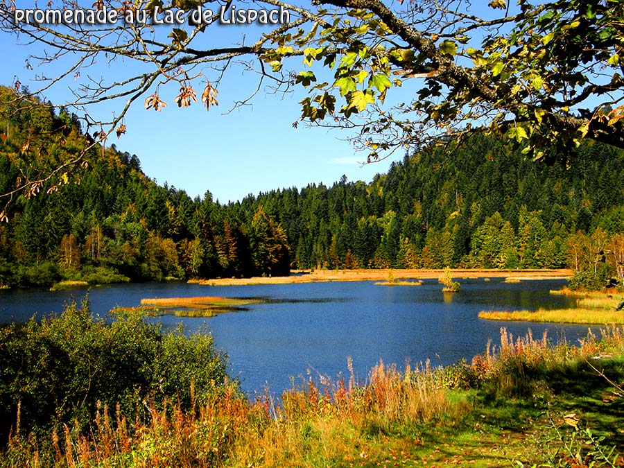 lac de tourbiere