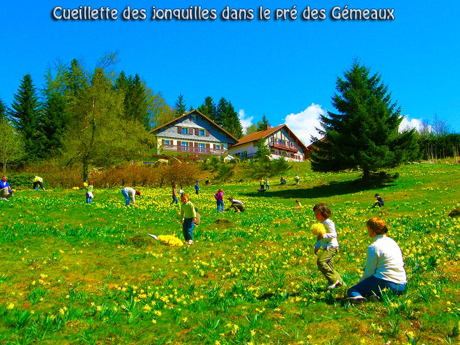 jonquilles dans le pres